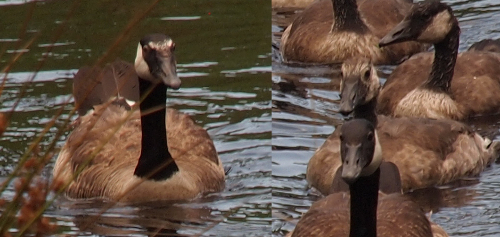 [Front view of White-Eyebrows with the white patch between the eyes clearly visible. His mate has a completely black forehead. Right behind her is one gosling with what appears to be white patches mixed in with the brown on its forehead. Behind it is one of the siblings who has a completely dark forehead.]